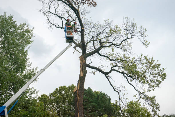 Professional Tree Service in Watervliet, NY